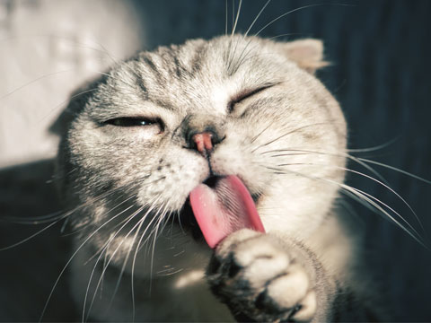 動(dòng)植物檢疫失職罪